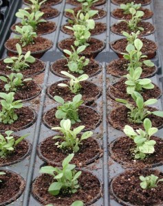Greenhouse Seedlings